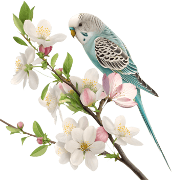 Stunning Budgerigar clipart featuring detailed vibrant feathers. . png