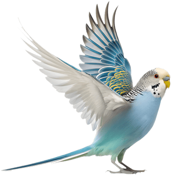 Unique Budgerigar clipart with bright colors and details. . png