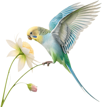 Charming Budgerigar clipart with vibrant and detailed feathers. . png