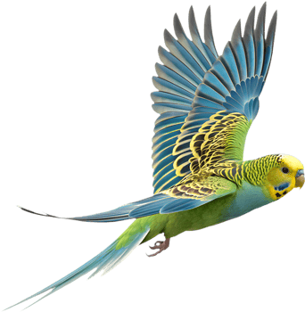 Bright Budgerigar clipart showcasing its unique charm and colors. . png