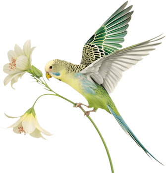 Bright and colorful Budgerigar clipart with detailed features. . png
