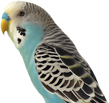 Detailed Budgerigar clipart showcasing its beautiful vibrant colors. . png