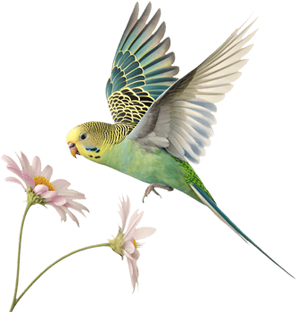 Stunning Budgerigar clipart with unique charm and details. . png