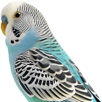Colorful Budgerigar clipart with unique charm and details. . png