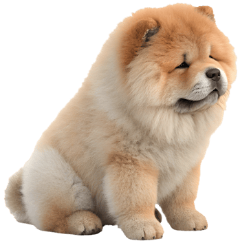 Playful Chow Chow clipart showcasing fluffy fur and charm. . png