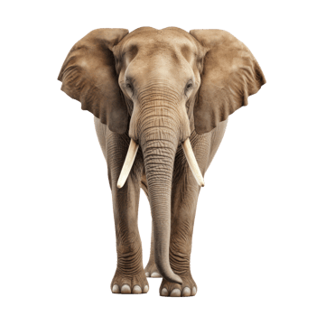 Generate a realistic image of a single Asian elephant isolated on a transparent background png