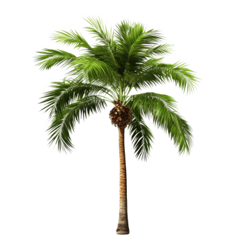 palm tree on transparent background png