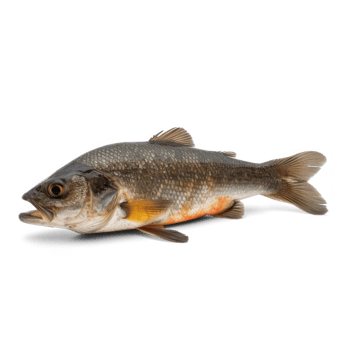 side view of a real fish on a transparent background png