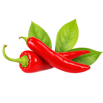 Chili Nature Sketch png