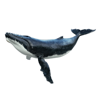 humpback whale on transparent background png