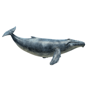 a whale on a transparent background png