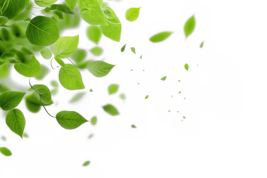 green leaves on a transparent background png