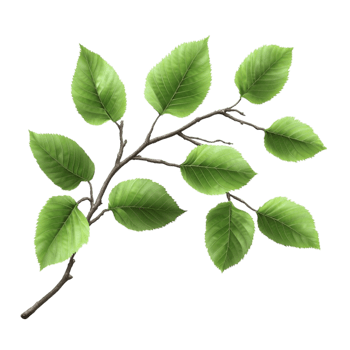 Botanical Branch with Leaves png