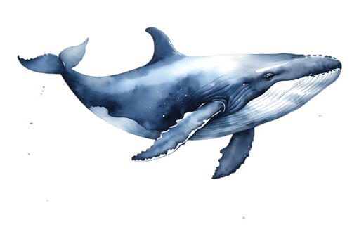 A blue whale is swimming in the water png
