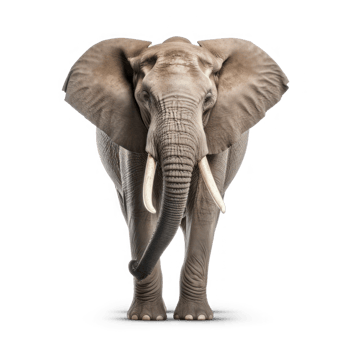an elephant standing on a transparent background png