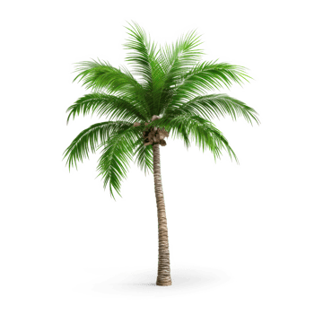Palm tree on transparent background png