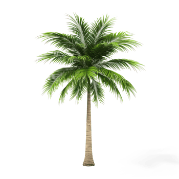 a palm tree on a transparent background png
