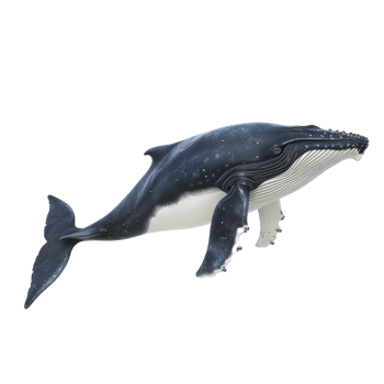 humpback whale isolate on transparent background png