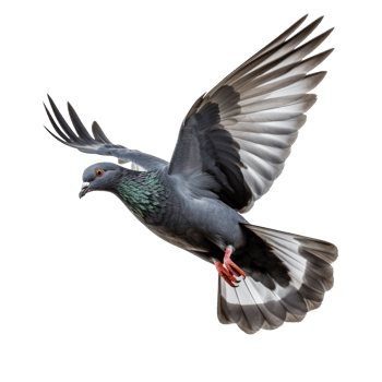 Pigeon flying high resolution on a transparent background png