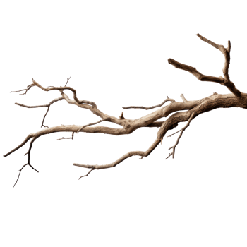 Dry tree branch isolated on transparent background png