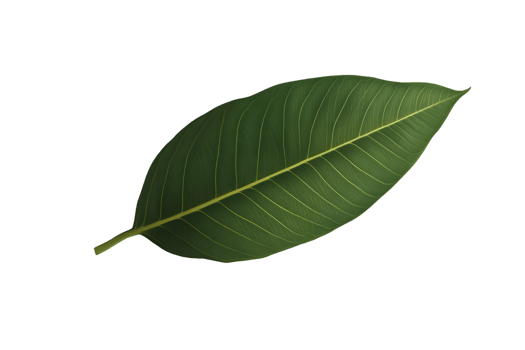 Single Ovate Leaf with Parallel Venation png