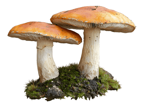 Two Orange-Capped Mushrooms on Mossy Ground png