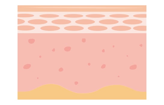skin layer. Human skin layers structure vector
