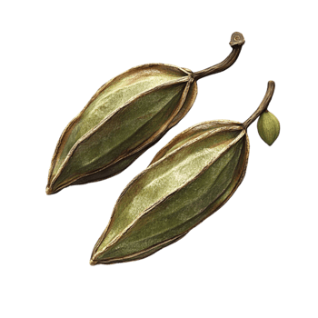 Two Green Leaves png
