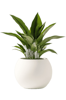 A white planter with a green plant in it png