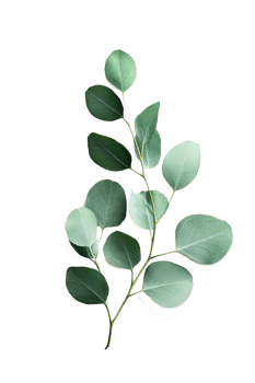 Eucalyptus leaves isolated, cut out png