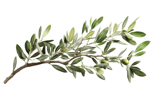 Olive branch with leaves and green leaves png