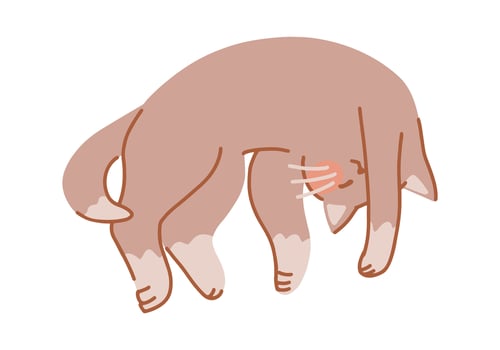 Cute sleeping cat. Pet animal, kitten cartoon clip art. Flat illustration isolated on white. vector