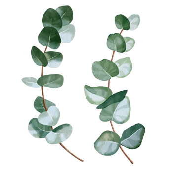 Hand-drawn watercolor illustration of elegant eucalyptus branch with lush, aromatic leaves. Perfect for wedding invitations, botanical prints, rustic or minimalist home decor, romantic greeting cards. png