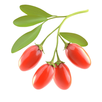 Goji Berries on a Branch with Leaves png