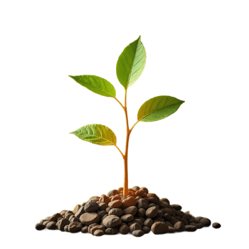 growing plant transparent background png