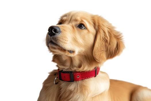Golden retriever puppy looks up with curiosity in a well-lit studio setting png