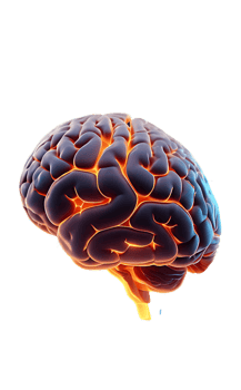 The human brain is shown in orange and blue png