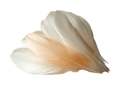 Delicate white and peach feathers arranged artistically on a neutral background for decorative purposes png