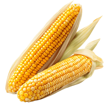 Sweet corn cob pair on transparent background png