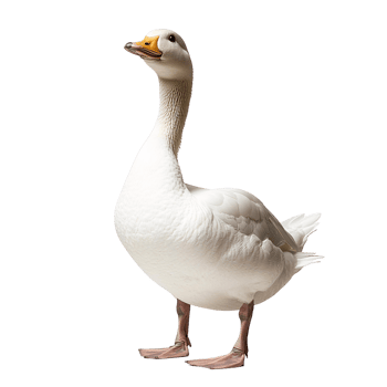 White goose on transparent background png