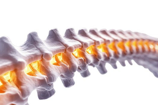 Detailed view of a human spine showcasing vertebrae and spinal canal illumination png