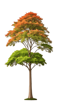 A tree with green and orange leaves png