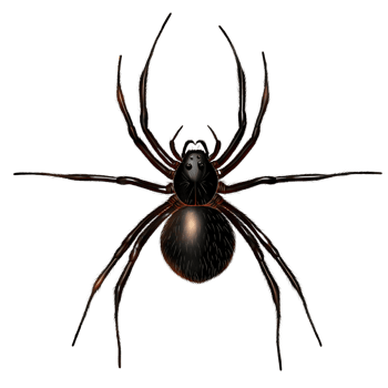 Black spider on transparent background detailed illustration png