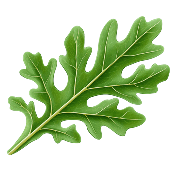 Green leaf illustration on transparent background png
