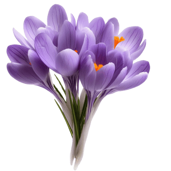 Purple crocus flowers bouquet on transparent background png