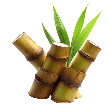 Sugarcane stalks with leaves on transparent background png