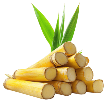 Vibrant Sugarcane Stalks with Green Foliage on Transparent Background png