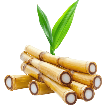 Sugarcane stalks with green leaves on transparent background png