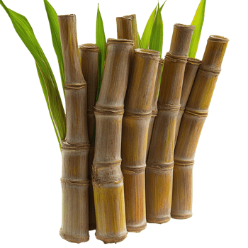 Elegant Bamboo Stalks with Green Foliage Isolated on Transparent Background png