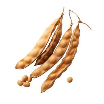 Soybean pods and beans on transparent background png